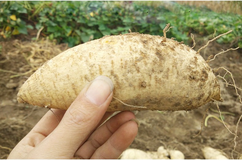 新鲜粗粮潮汕板栗薯白皮红薯番薯25kg一箱五斤采缇