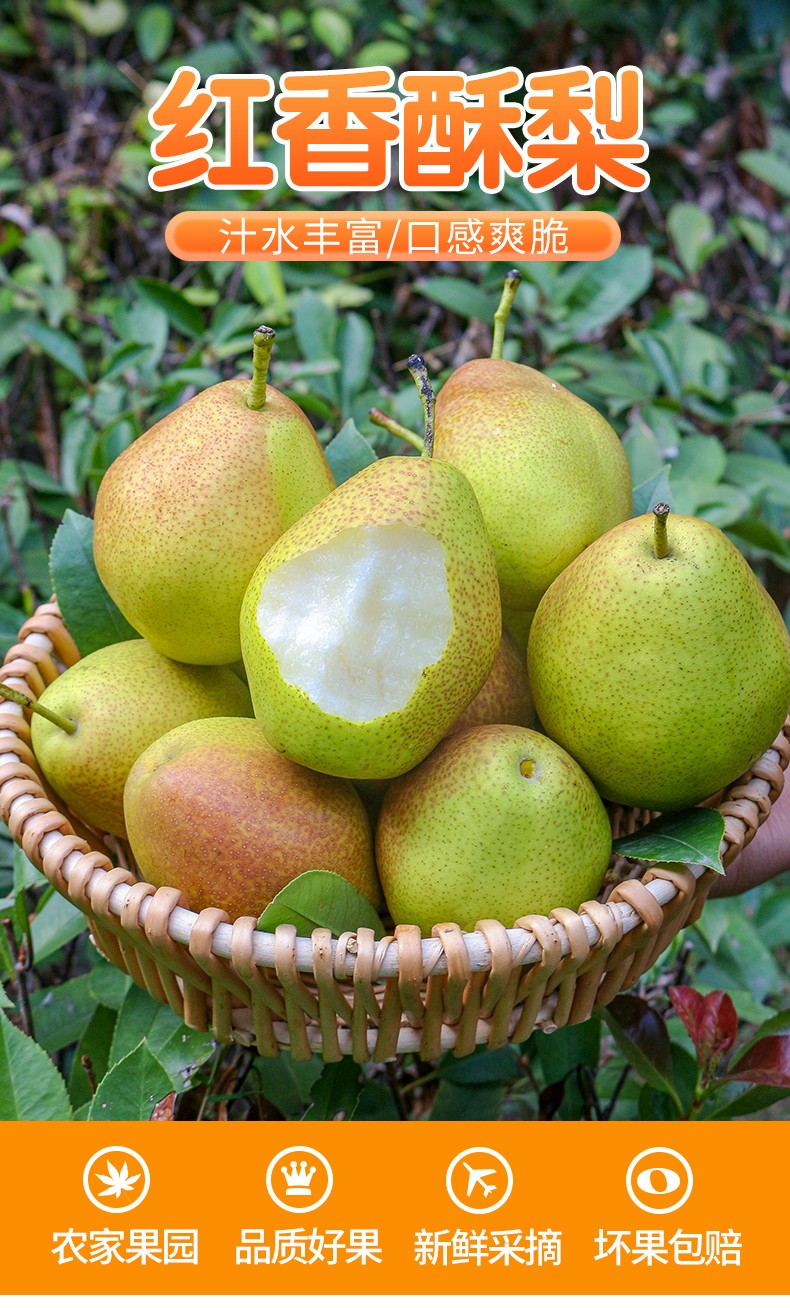 红香酥梨5斤10斤陕西新鲜应当季水果时令酥脆特产香梨啤梨3斤