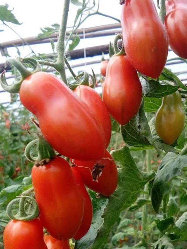 【顺丰发货】林中山 丹东409小柿子圣女果花生草莓铁皮小番茄 3斤