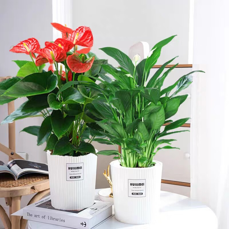 俯景红掌粉掌白掌一帆风顺盆栽四季开花常绿室内桌面植物可水培好养