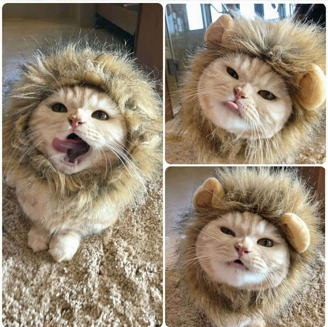 猫咪狮子头套小猫帽子可爱搞怪宠物拍照道具小狗狗装扮服饰装饰品变身