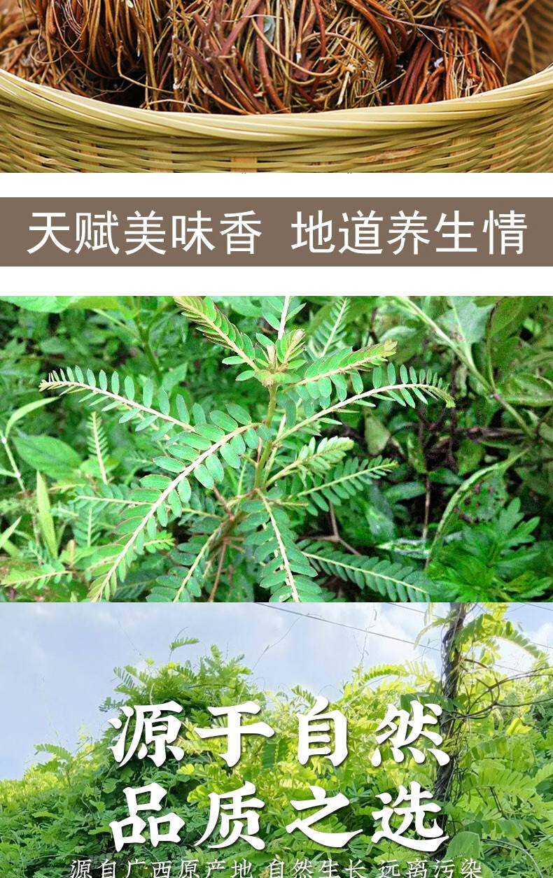 栢晟鸡骨草广西新鲜晒干大黄草藤茶煲汤配牛大力整株鸡骨草鸡骨草叶