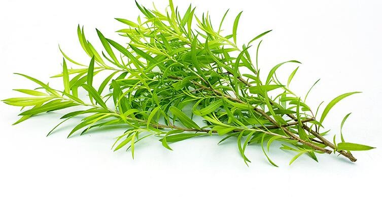 【顺丰】新鲜黄金柳条 酒店西餐日料柳芽花草摆盘装饰