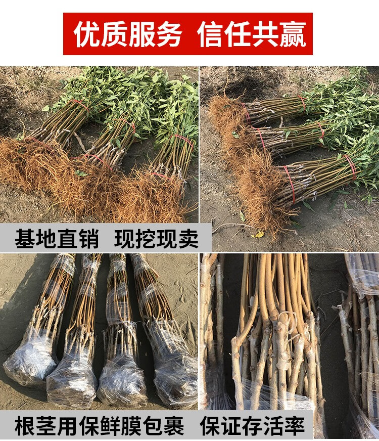 正宗紫血桃树苗 嫁接紫肉桃苗 紫肉血桃苗 南北方种植果树苗 当年结果