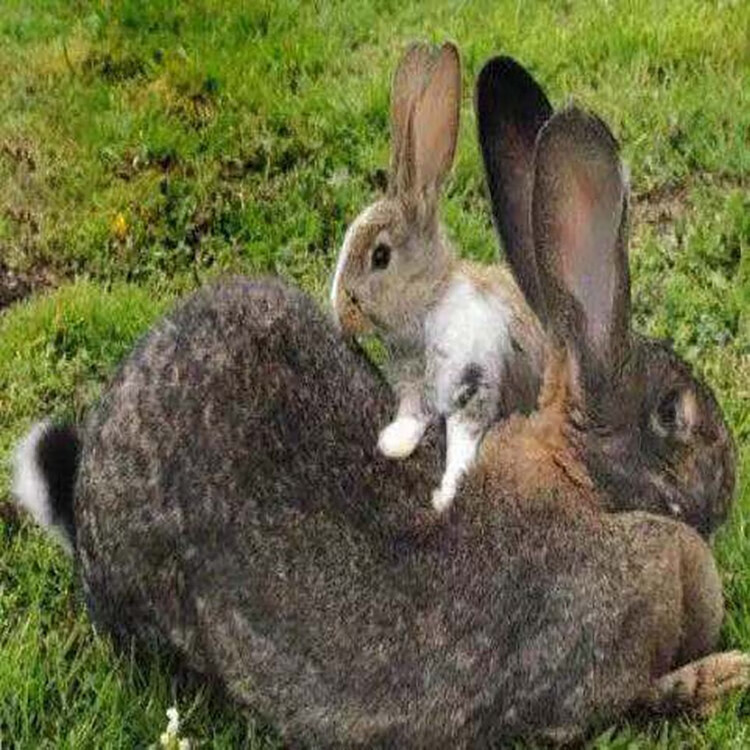 巨兔喜马拉雅巨兔大型家养兔子活体巨型兔可长20斤可繁殖 花色 公