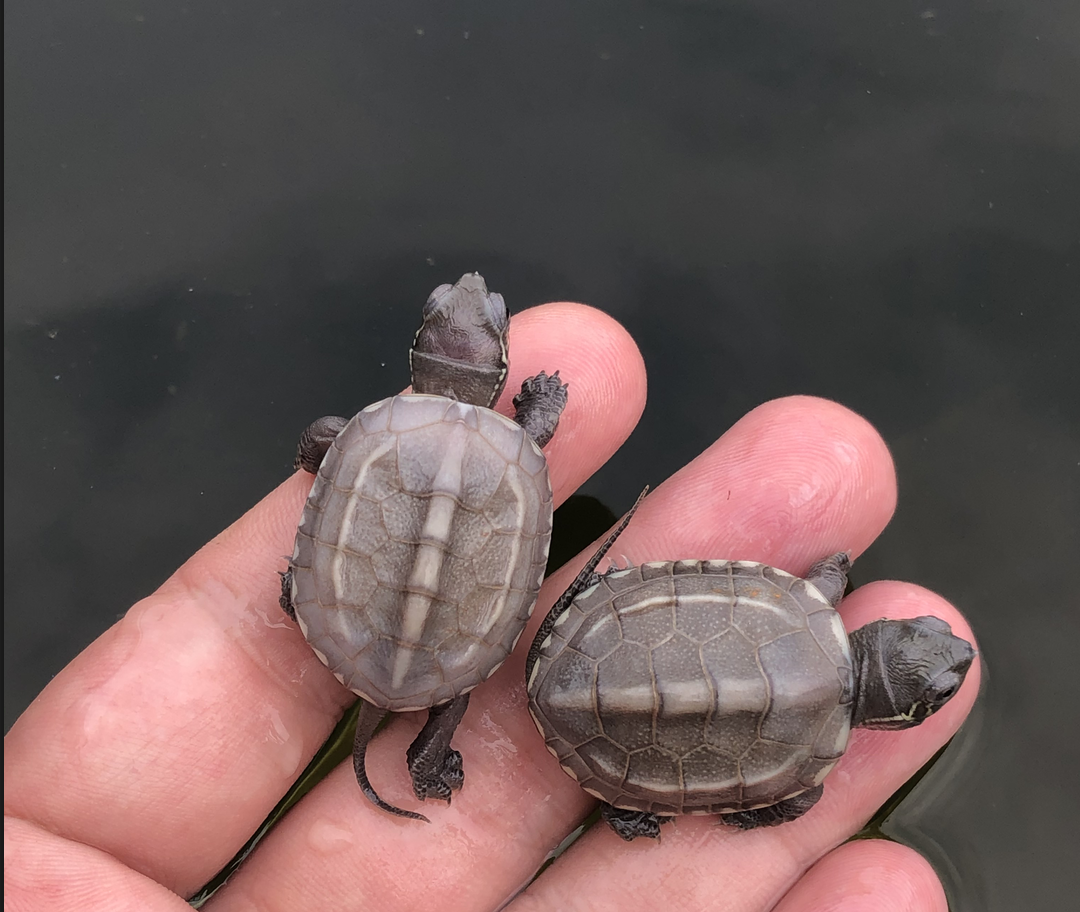 【萌龟饲家】中华白玉草龟纯种情侣白化草龟活财观赏宠物龟金线草龟