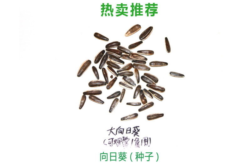 小向日葵种子 大向日葵花种子 油葵 迷你向日葵 种子 观赏 食用 太阳