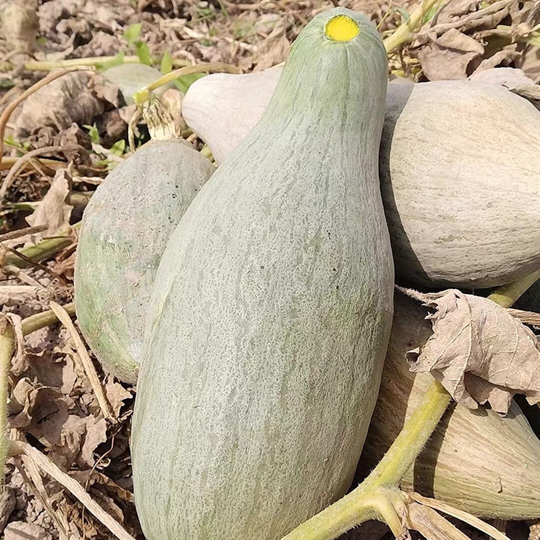 新疆贵族南瓜板栗低糖粉糯香甜沙漠白皮贝贝老丑倭瓜金丝银4-6斤