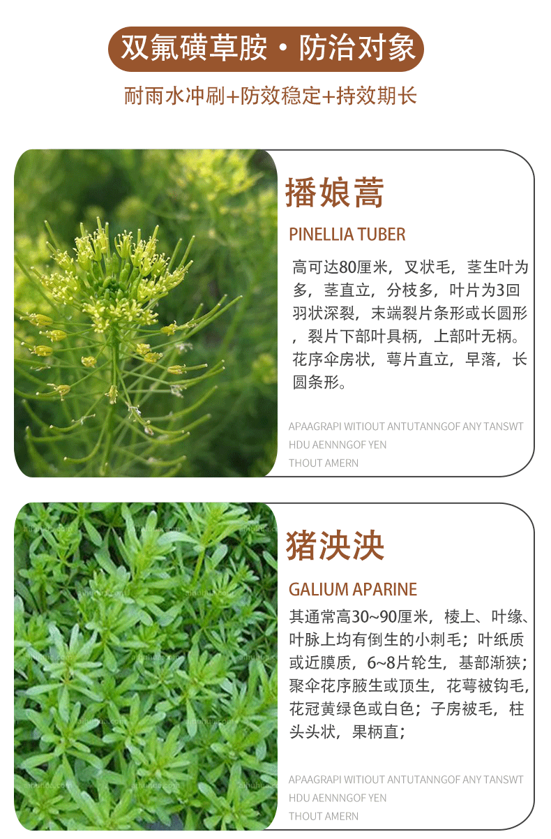 春麦田专用除草剂猪殃殃麦蒿耐低温冬小麦专用除草剂 15克/袋*10袋