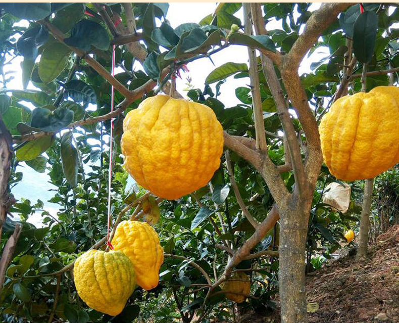 云南香缘果新鲜香橼果柑水果农家自种香园4斤优选