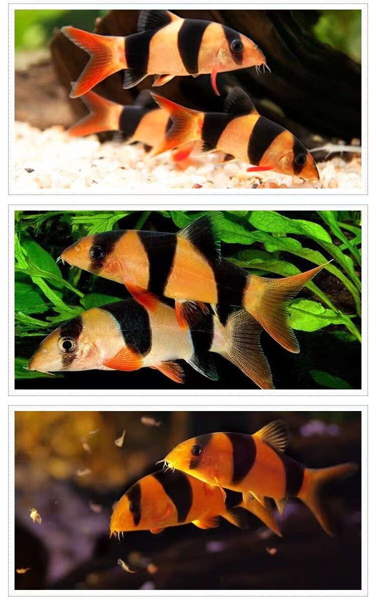 三间鼠鱼活体小丑泥鳅进口大三间鼠清缸工具鱼热带观赏鱼三间鼠鱼45cm