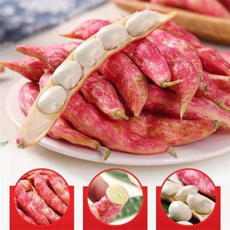 春光岛东北黄金勾豆角 红金勾油豆角 八月忙 鼓豆 面豆角 3斤【图片