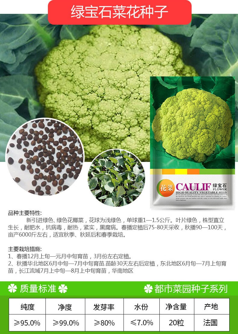 凤鸣雅世 松花菜菜花种子青梗松花菜种子四季蔬菜种子花椰菜菜花菜