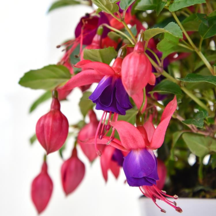 倒挂金钟盆栽倒挂金钟苗室内绿植灯笼花盆栽灯笼花苗四季开花紫色