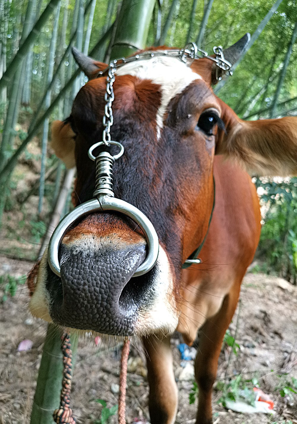 牛鼻圈牛鼻环不锈钢金属养牛大号牛鼻子钳子免打孔牵引设备器械加厚