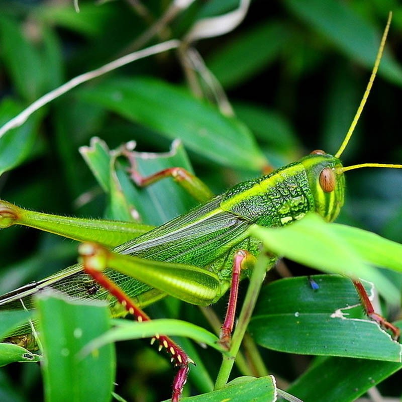 临朐助农馆东镇沂山公母混合新鲜活体冷冻大牛蚂蚱绿棉蝗青蚂蚱大蝗虫