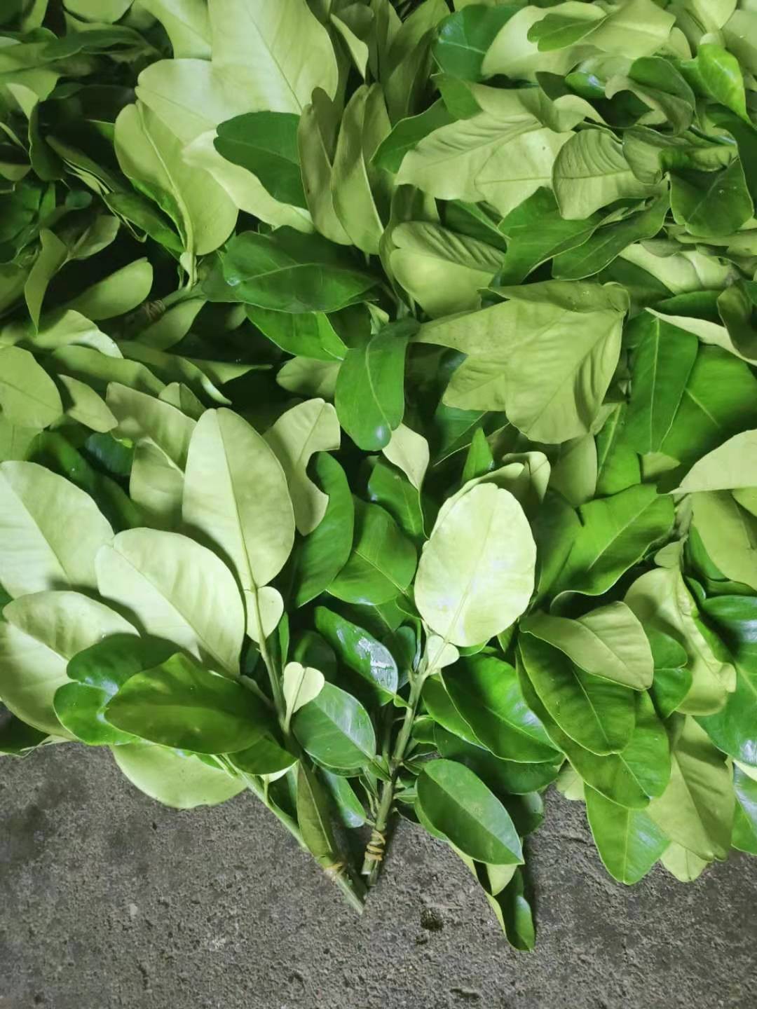 春光岛新鲜柚子叶 带枝叶子 老树带枝 当天采摘 纯叶子 100片 顺丰