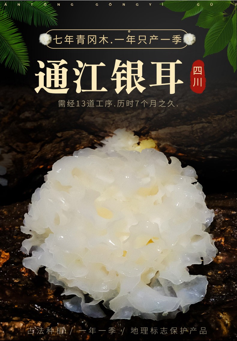 四川巴中通江银耳特产 一级银耳新货 天生贵青冈椴木银耳礼盒装银耳