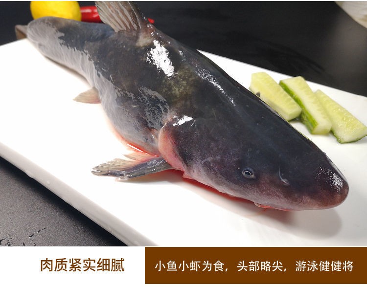姚鲜品旗舰店 现杀鲜活鮰鱼肥鱼习鱼肥鱼回鱼农家回鱼 3斤现杀(净重2.