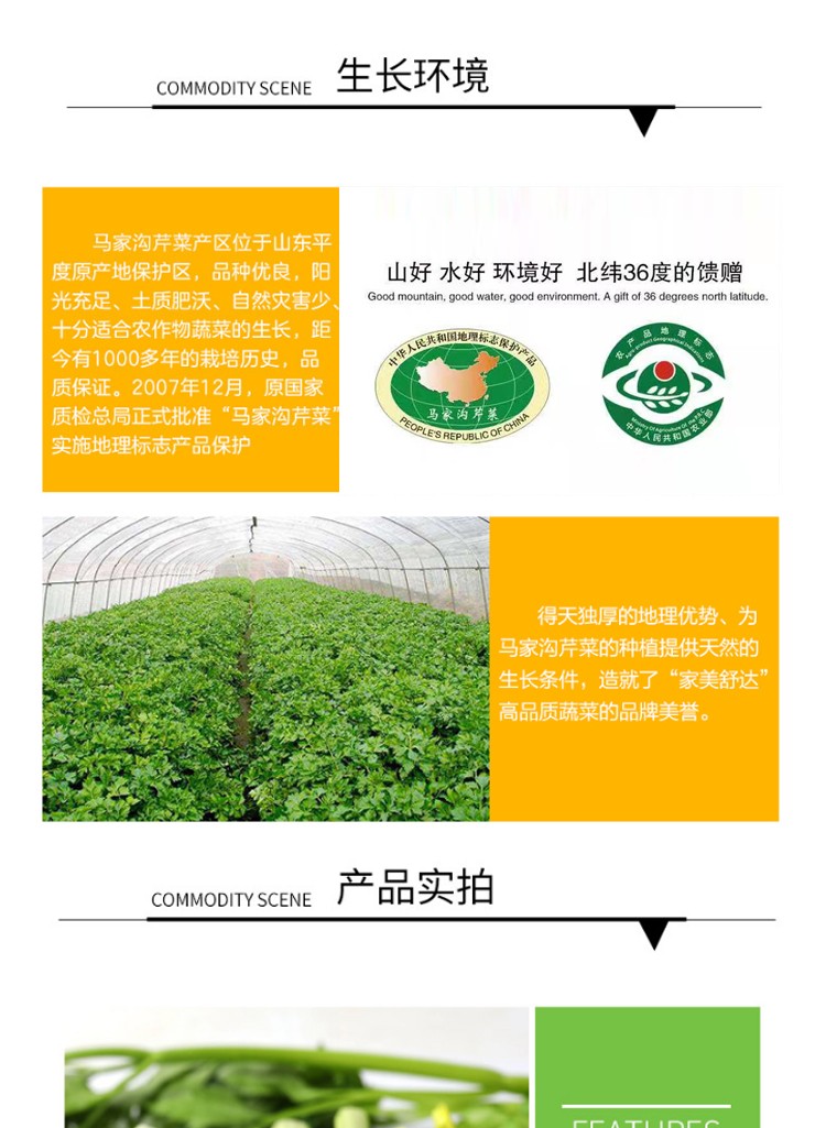 蔬菜 山东青岛平度马家沟芹菜 空心芹菜 产地直发 新鲜蔬菜 芹菜 精品