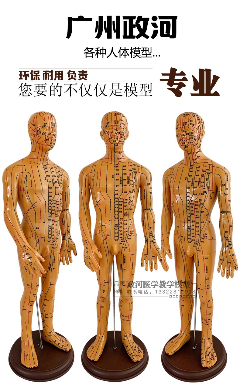 85cm半肌肉针灸穴位人体模型全身家用大款中医十二经络图解剖模特白