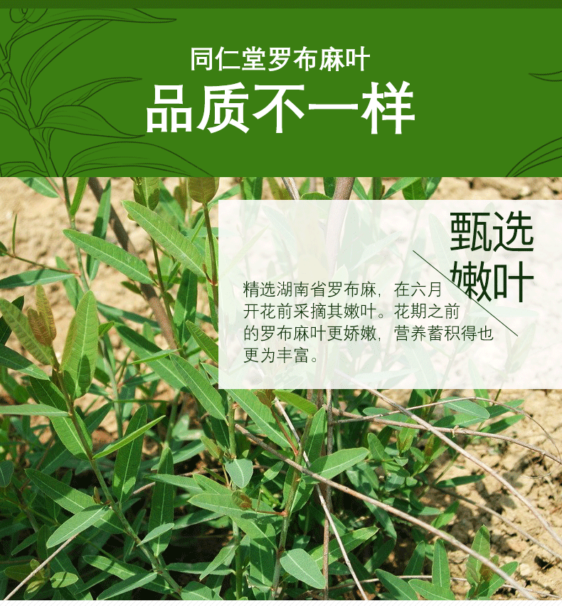 北京同仁堂罗布麻叶罗布麻泡水特级野生罗布麻75g