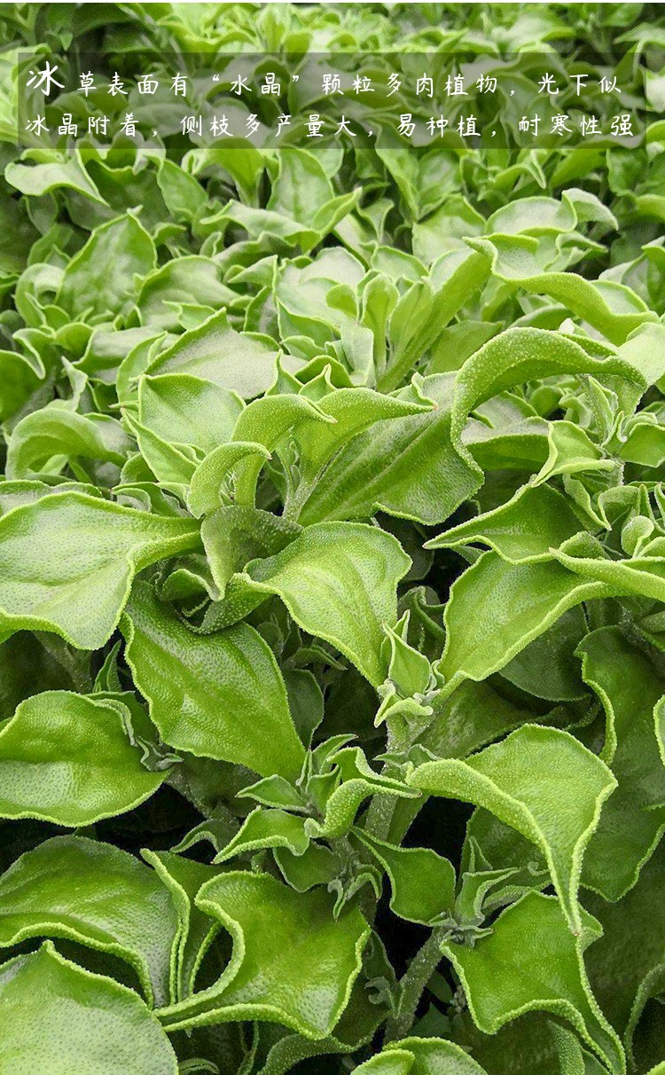 冰菜青菜蔬菜种籽菜籽秋冬季口感脆爽水晶菜种孑绿水晶冰草100粒5袋