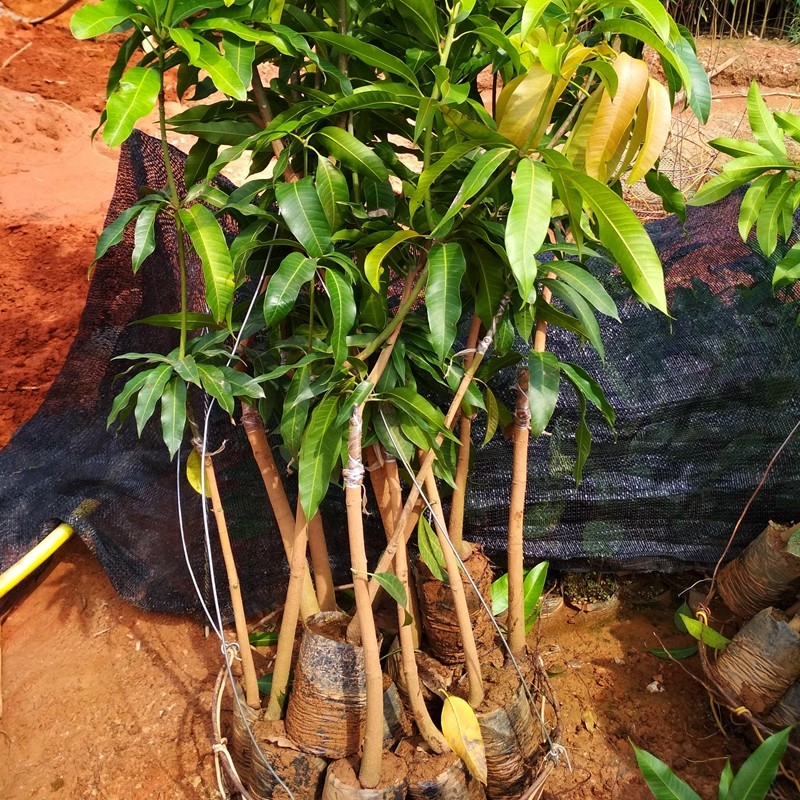 金煌芒芒果苗树苗庭院盆栽嫁接果树苗四季芒台农一号澳芒果树苗南北方