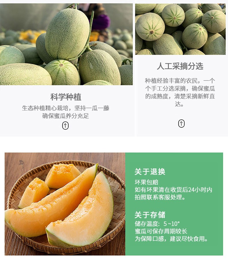 桃花乡 晓蜜25号哈密瓜当季新鲜水果批发西州蜜瓜甜瓜网纹瓜 精选大果