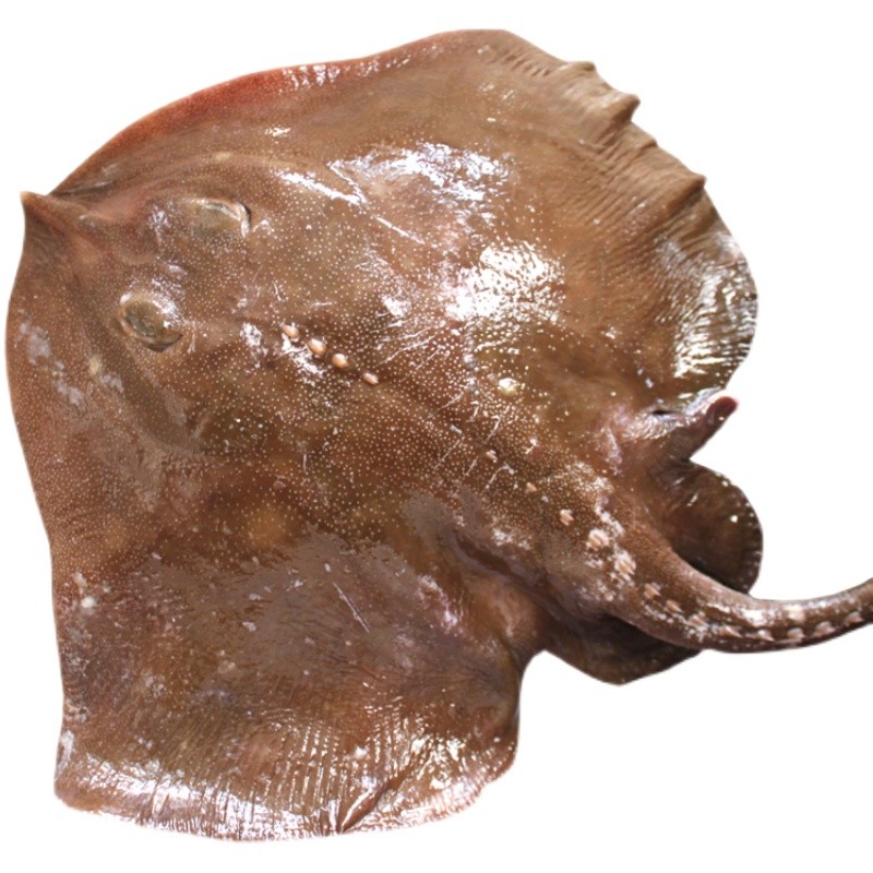 老板鱼整条魔鬼鱼新鲜冷冻海鲜鲽鱼老子鱼瑶鱼劳板鱼大菜园3斤