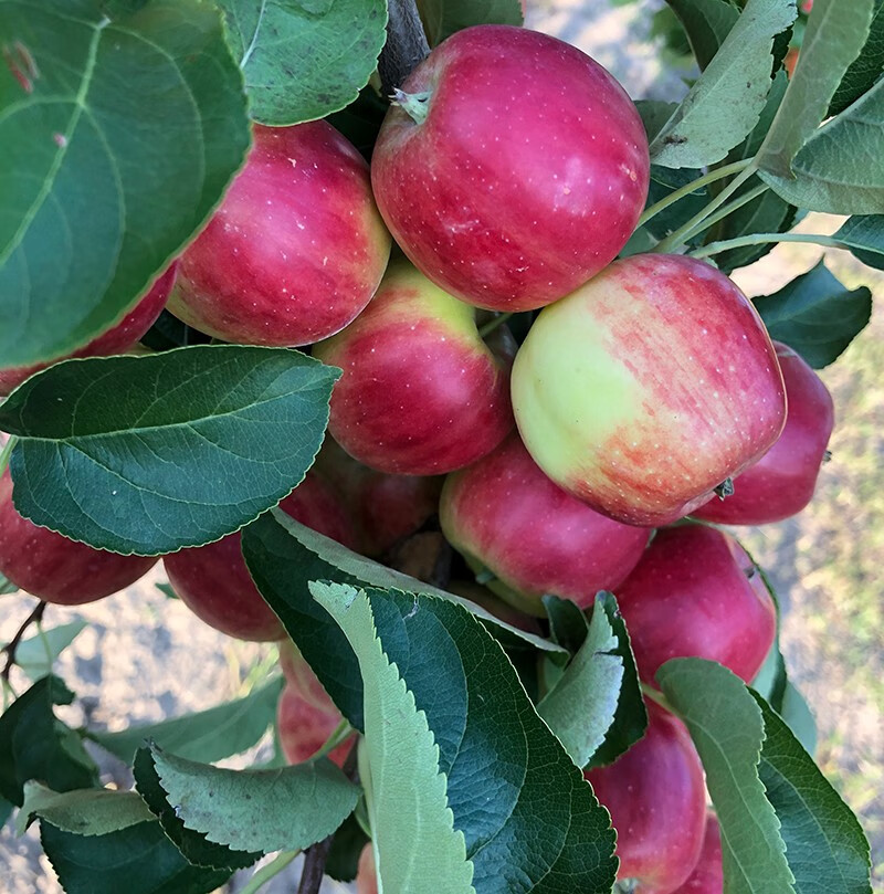 东北123小苹果新鲜脆甜内蒙古赤峰应季当季水果孕妇宝宝挖泥水果 精选