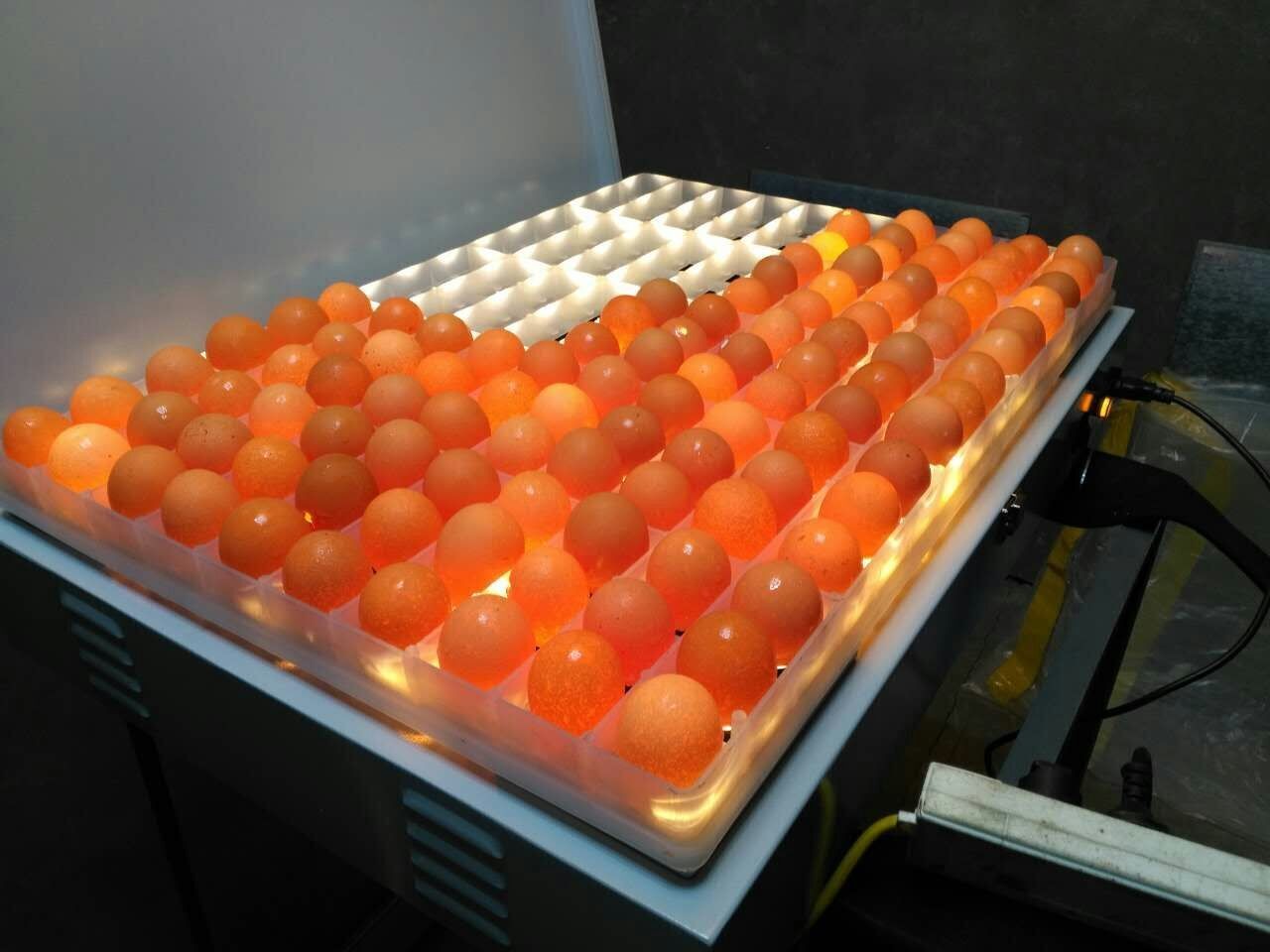 欣明佳照蛋器验蛋孵蛋孵化机器专用照蛋灯种蛋检查可充电冷光led150枚