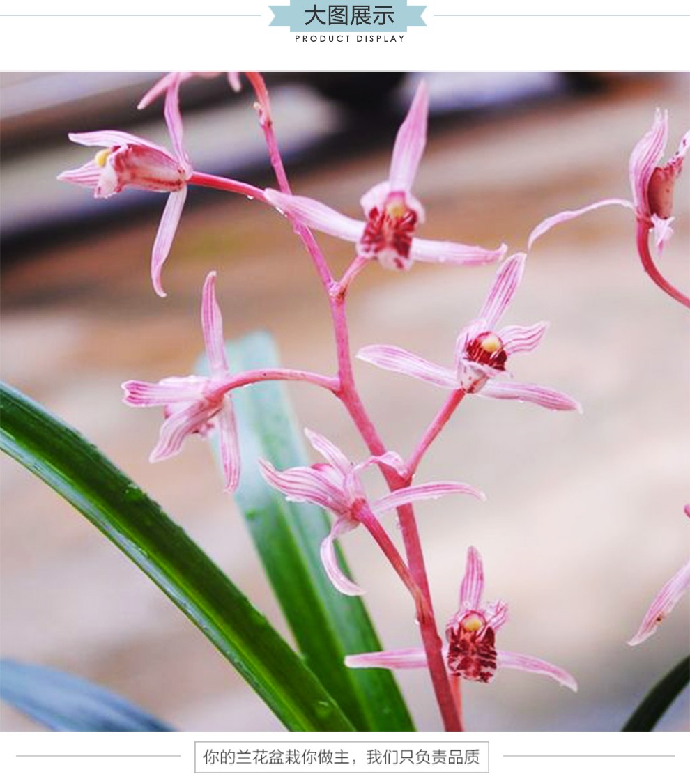 刘阁兰花桃姬墨兰报岁兰冬带花苞出售好养兰花苗室内花卉盆栽4苗连体