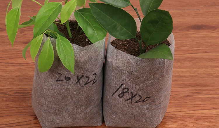 无纺布育苗袋推荐苗木营养袋柑橘杯降解树苗容器钵美植袋装土后直径5x