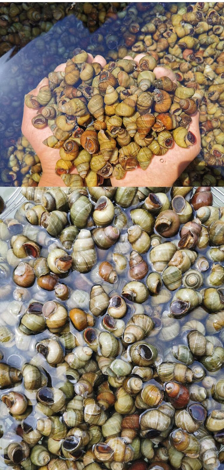 新鲜清水田螺活体活石螺包活泥螺螺蛳粉螺丝肉鲜活 田螺 2斤