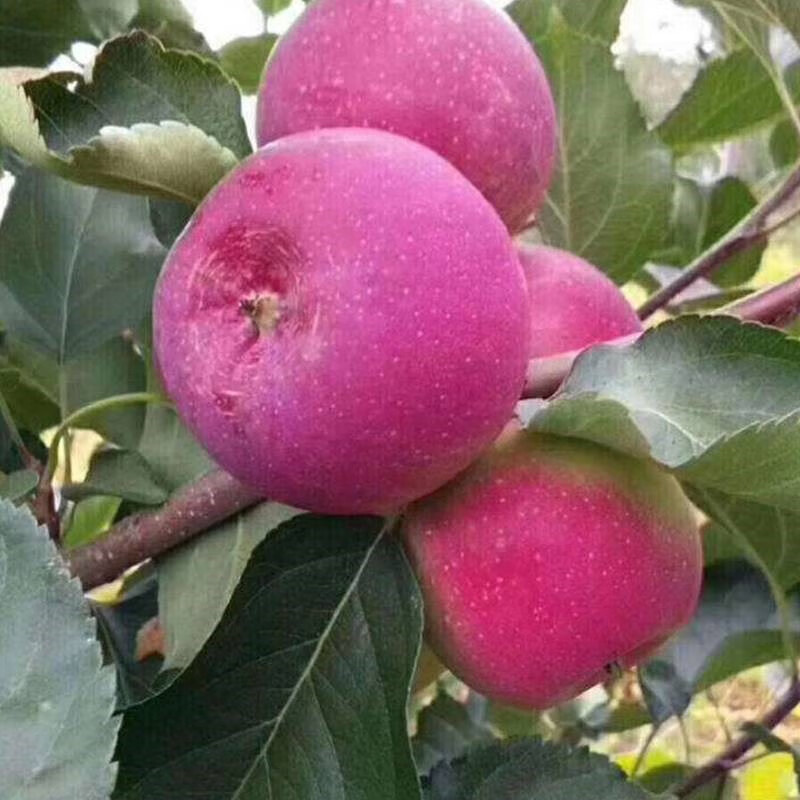 龙丰果大秋果 东北特产沙果 海棠果酸甜孕妇小苹果当季新鲜水果 5斤