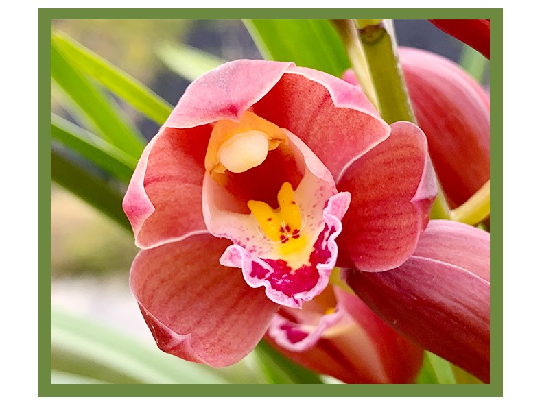 有香味的兰花苗红西施现带花苞出售墨兰好养室内外花卉绿植盆栽3苗