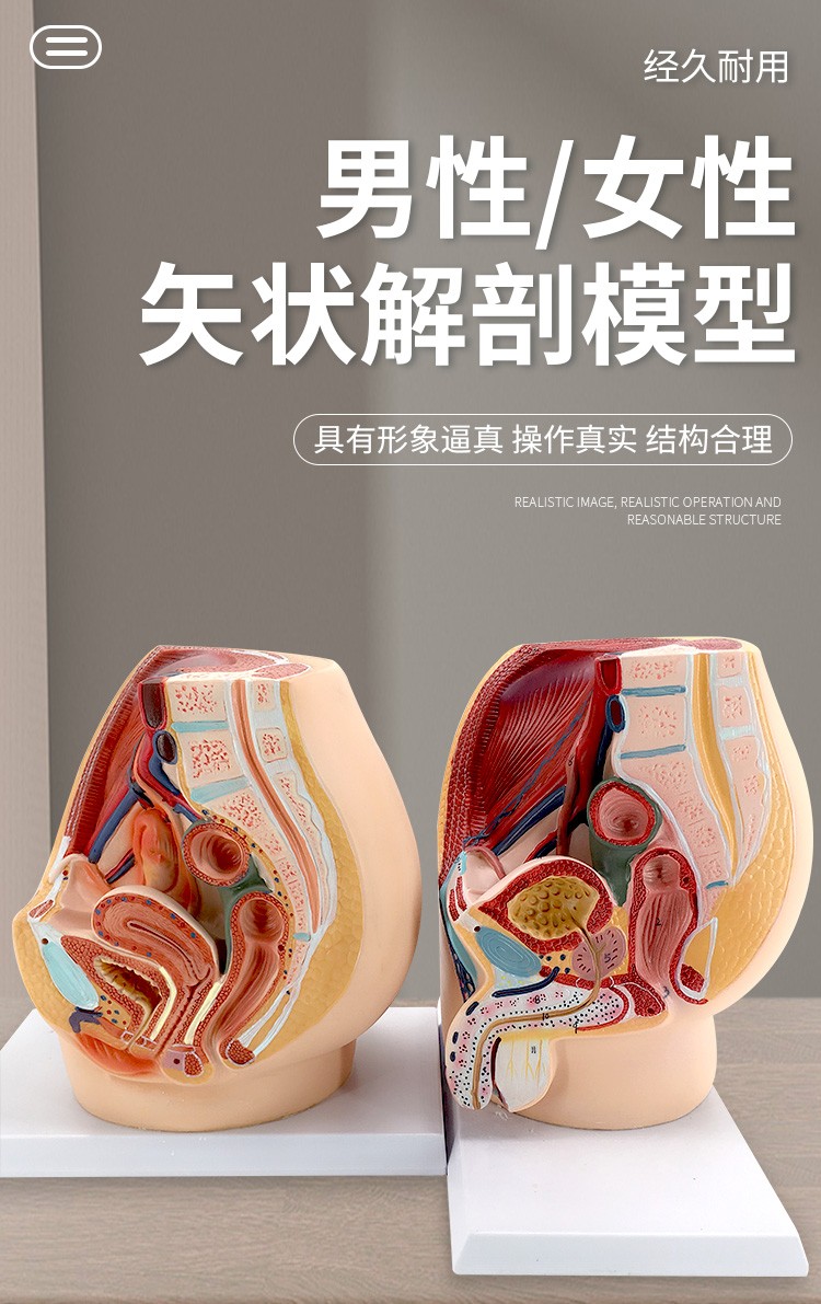 教学仿真女盆腔模型女性泌尿生殖系统标本正中矢状切计生模型盆腔矢状