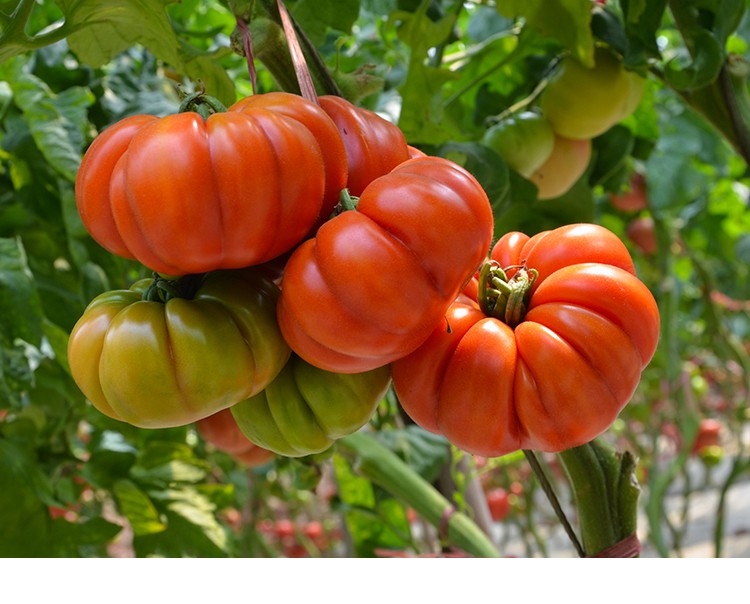 种菜记 特拉多牛排番茄种子种籽中国红老番茄西红柿种子四季春季秋季