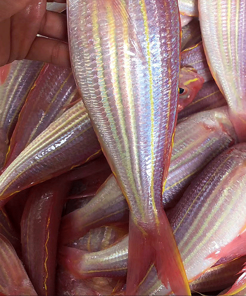 渔都港海钓金线鱼新鲜特大金丝鱼深海海捕红衫鱼红三鱼湛江海鲜冷冻