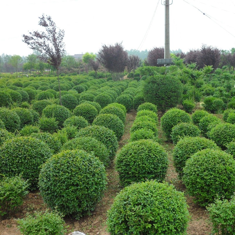 侬律小女贞球基地直销庭院别墅点缀造型小女贞四季常青工程造型树绿篱