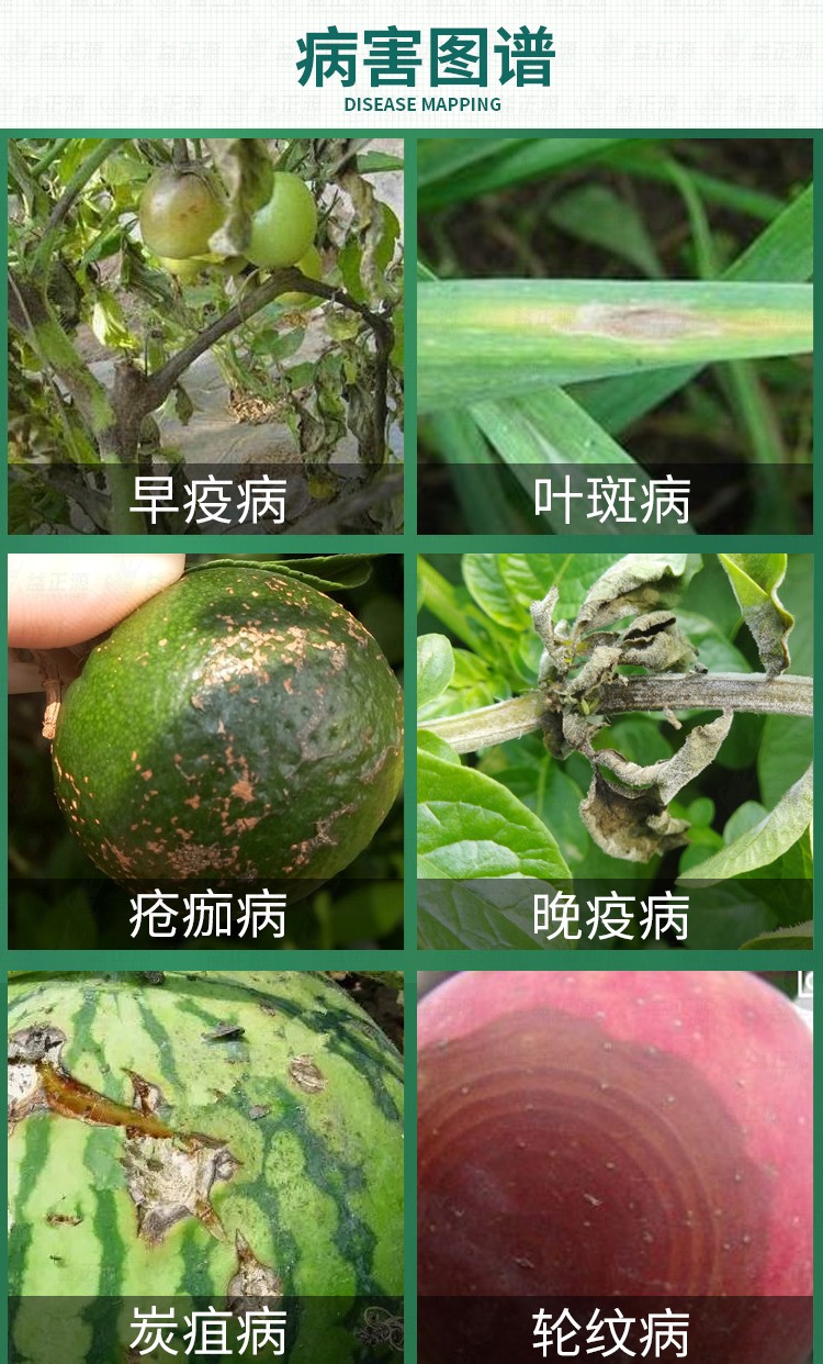 巴斯夫百泰唑醚代森联蔬菜黄瓜霜霉病立枯炭疽病农药杀菌剂 正器 1000