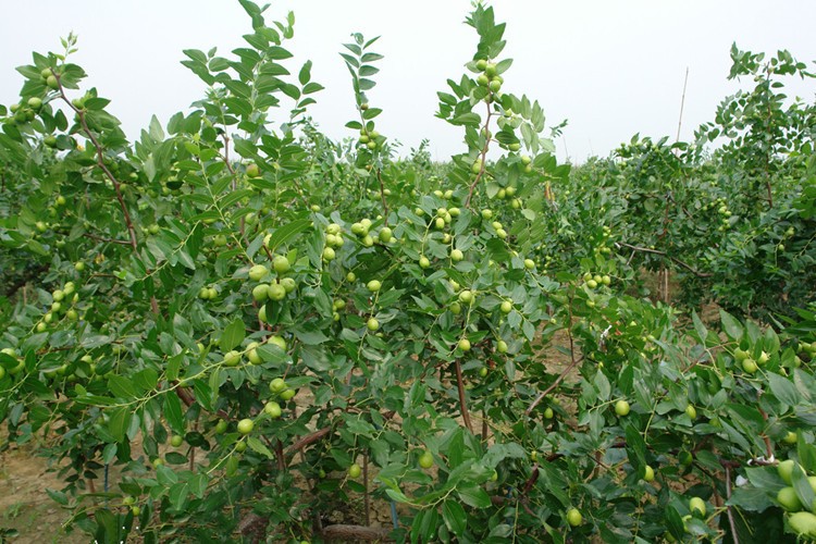 南方北方種植果樹苗獼猴桃苗無花果苗梨樹苗 冬棗 8年苗結果多多