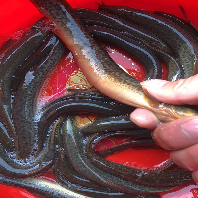 大菜园 微山湖土泥鳅 鲜活青鳅 黄泥鳅 大小泥鳅 活体现杀淡水鱼类