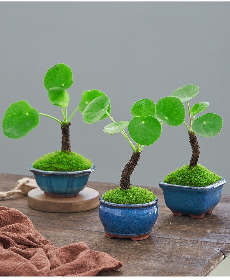 镜面草盆栽金钱草网红绿植室内办公桌耐阴植物好养老桩迷你盆景 素材