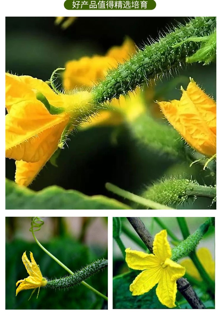 新鲜小黄瓜花当季鲜嫩迷你青瓜苗顶花西餐厅特产蔬菜精选1000g