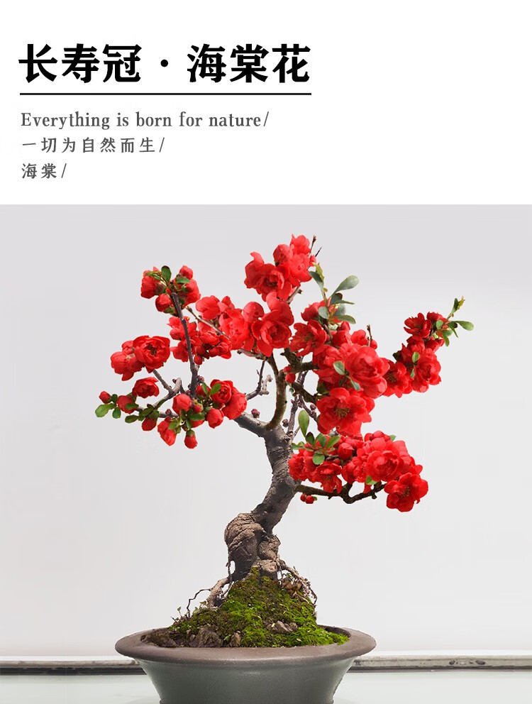 长寿冠海棠盆栽盆景梅花树桩重瓣红花海棠花红梅树苗耐寒植物不含盆