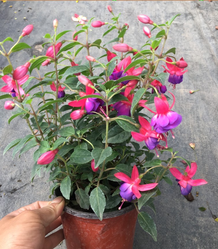 宝莲灯花盆栽倒挂金钟花苗吊钟花室内阳台四季开花灯笼花小苗 双玉 不