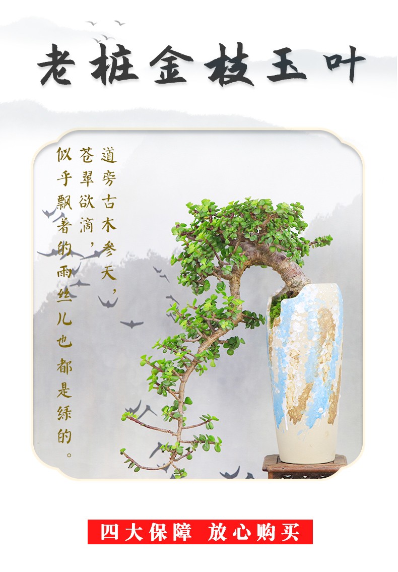 自然岛zirandao悬崖老桩金枝玉叶盆景造型老桩罕见多肉植物稀有品种大