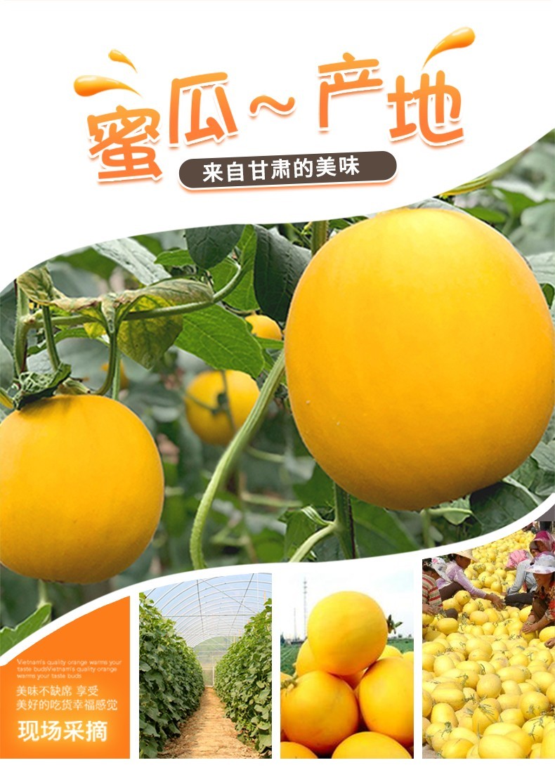 新鲜黄金沙漠蜜瓜玉菇甜瓜陕西阎良甜瓜玉茹甜瓜5斤净45左右